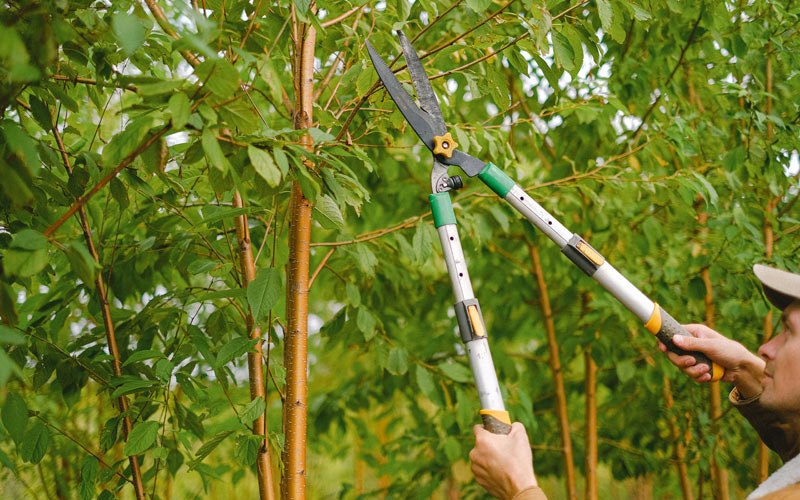 Tree trimming in Drexel Hill, PA
